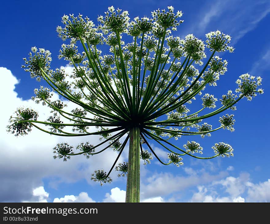 Umbrella like flower on sky background. Umbrella like flower on sky background