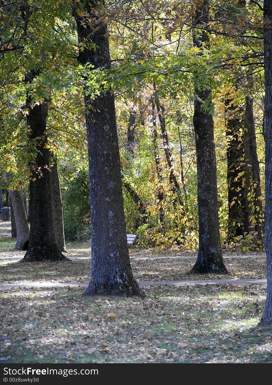 A small forest with a resting bench in a park area. A small forest with a resting bench in a park area.