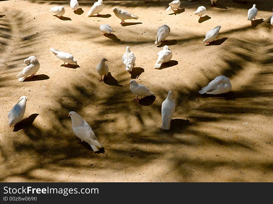 Many doves in the park. Many doves in the park.