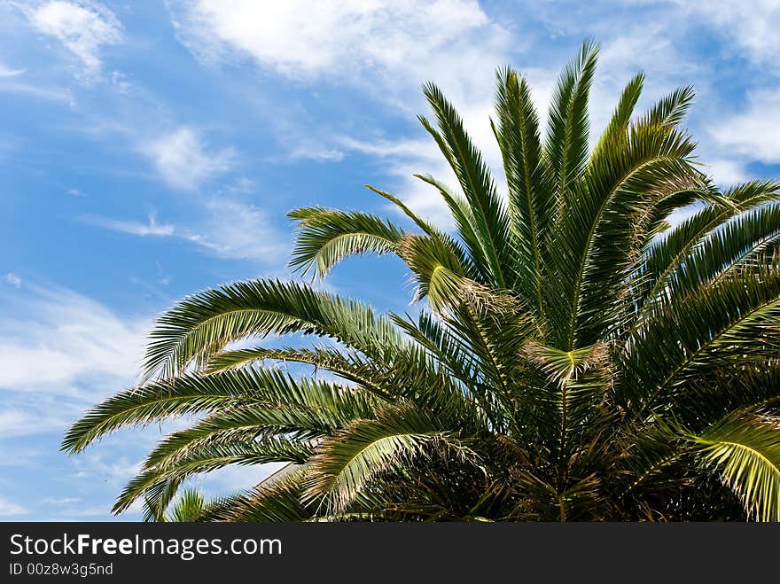 A Palm On The Sea