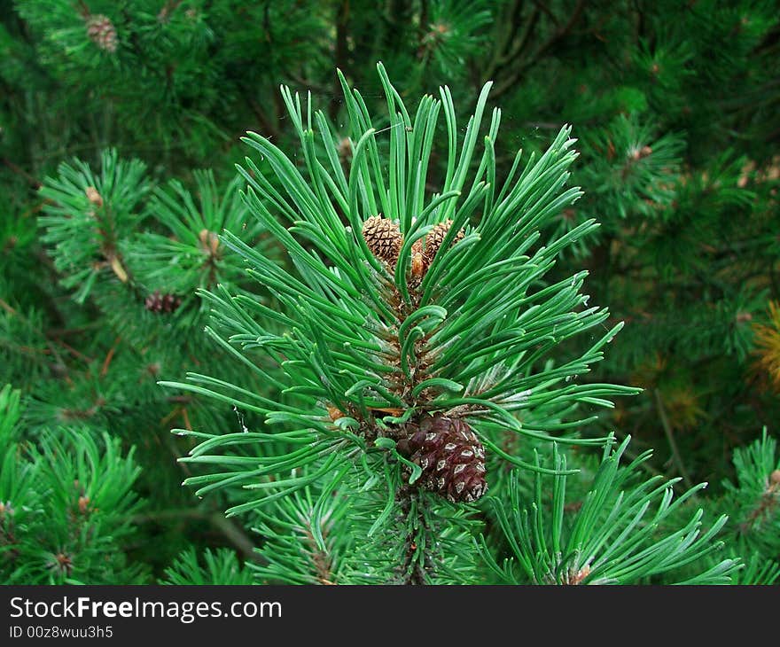 Pine tree in the forest