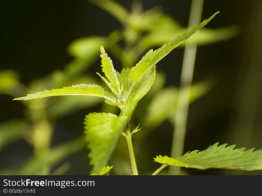 Stinging-nettle (Urtica)