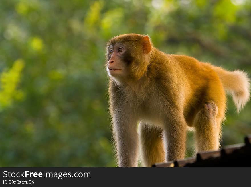 A monkey standing on a roof top of a house in a forest.