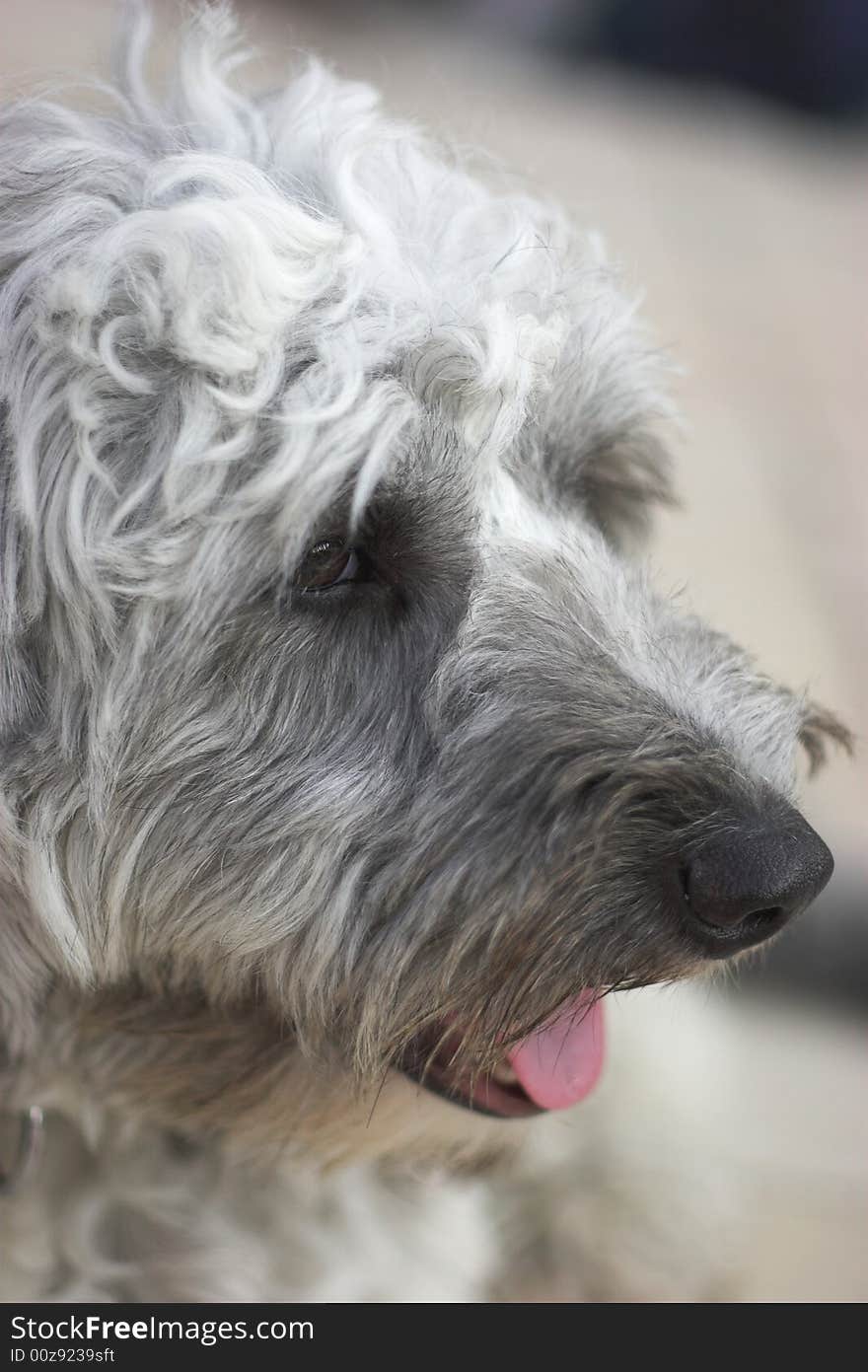 Cute friendly dog with blured background