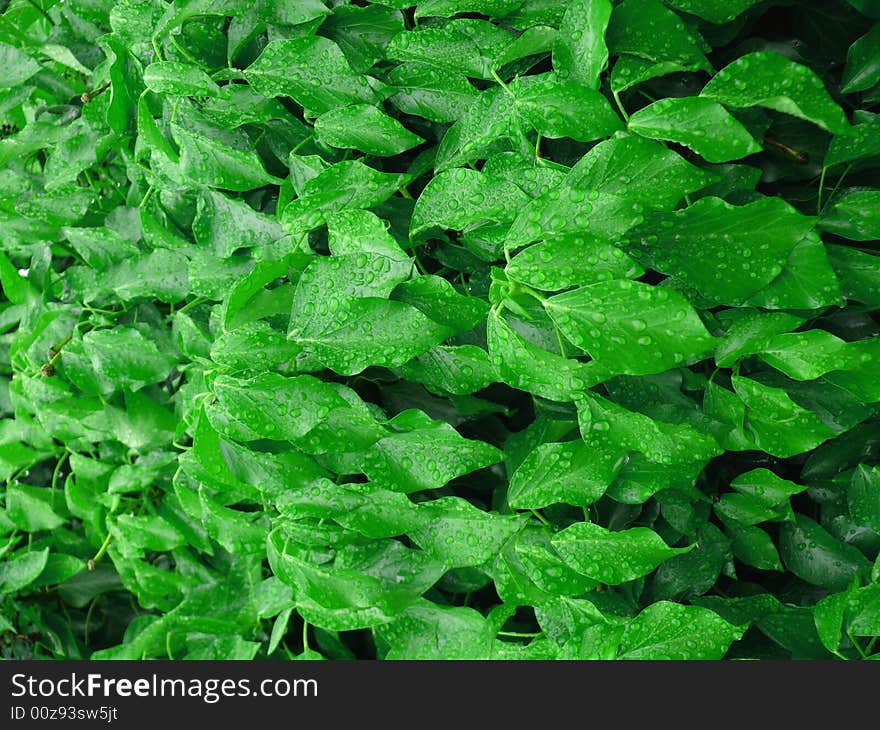 Wet Ivy Leaves With Water Drops