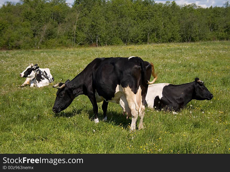 Three spotty cows pasturing on a meadow