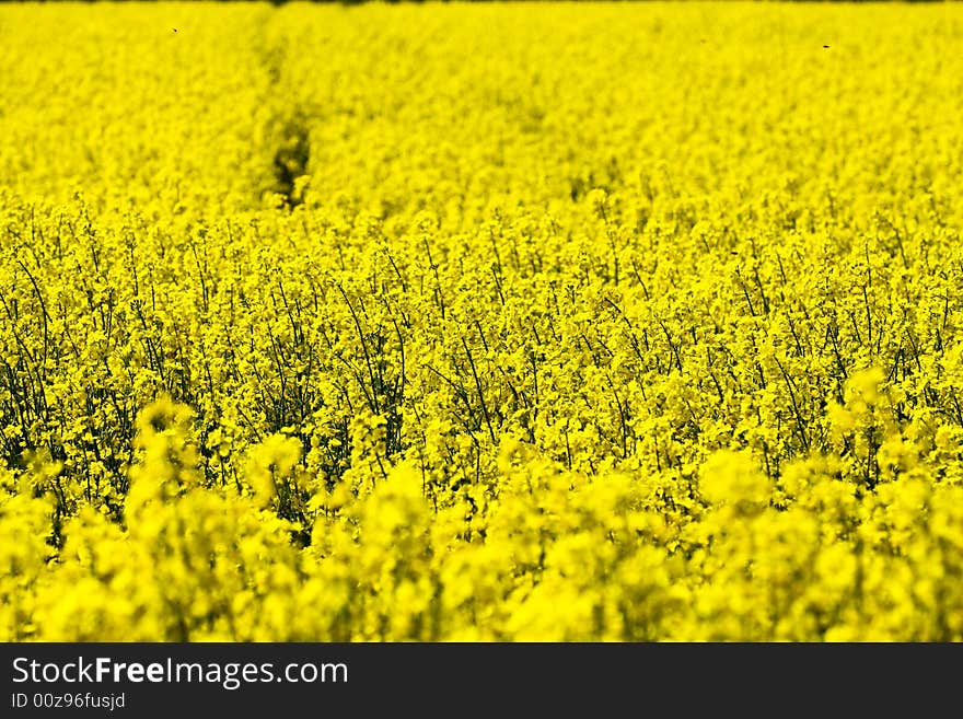 Rape field4