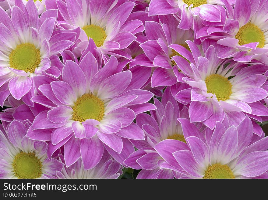 Chrysanthemums Background