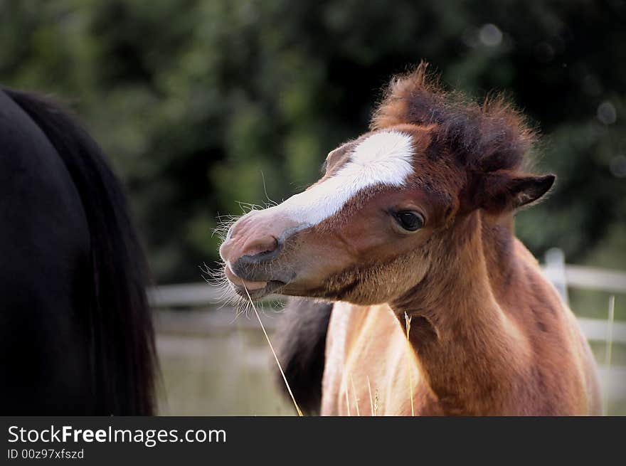 Welsh pony foal