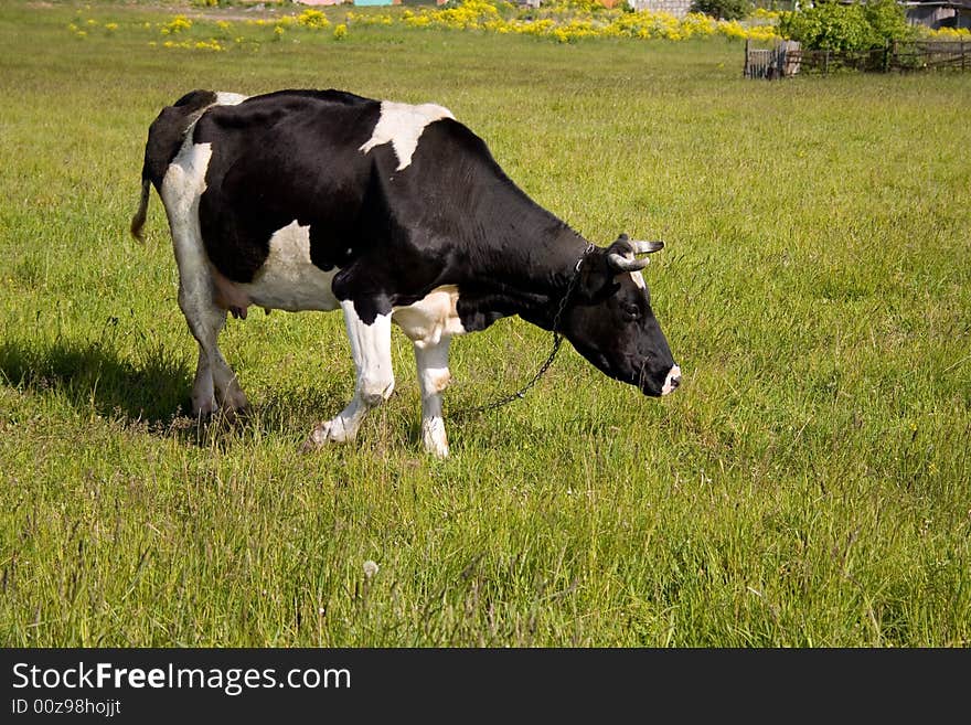 Spotty cow lying on the grass