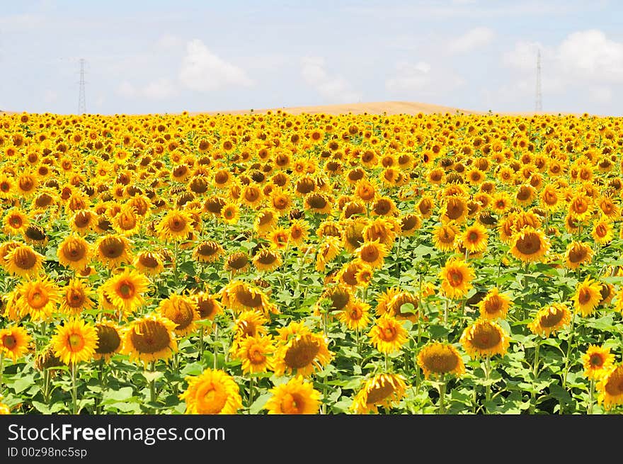 A beautiful sunflower field, with power lines in the background