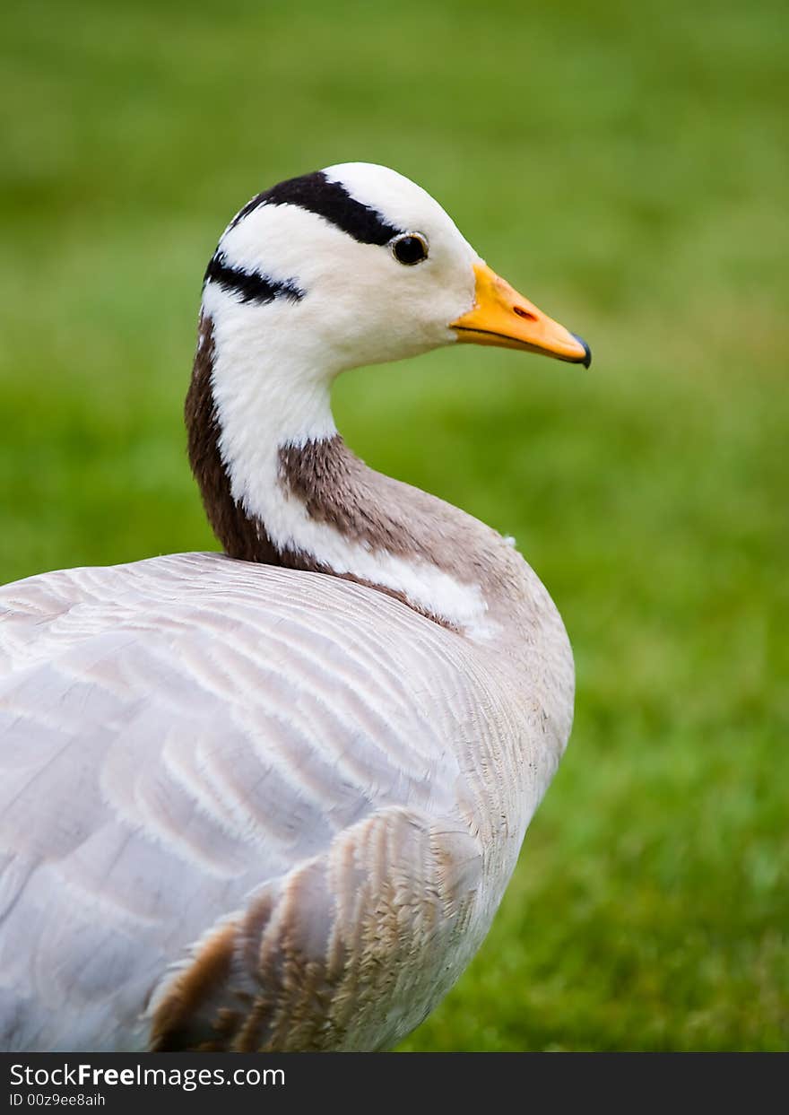 Profile of a duck