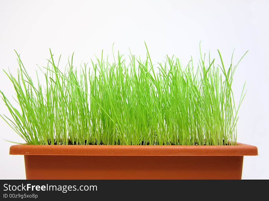 Isolated young green grass in flowerpot on white background. Studio.