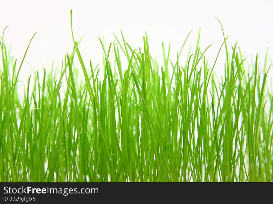 Isolated young green grass on white background. Studio.