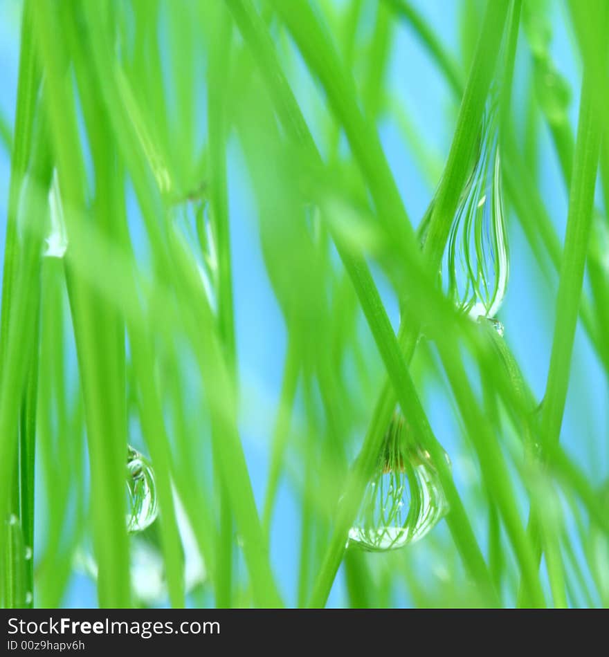 Morning dew on green grass. Macro.