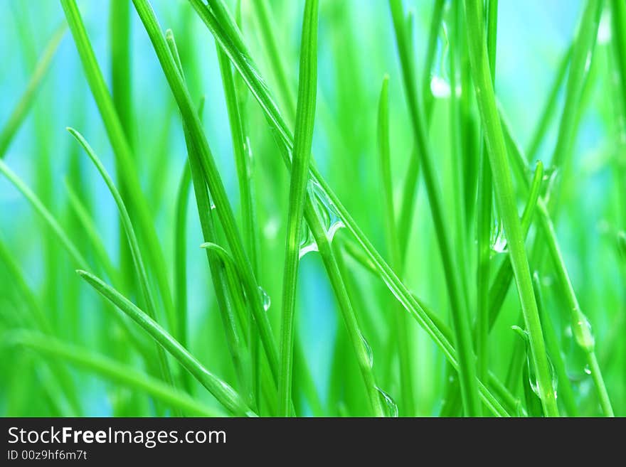 Morning dew on green grass. Macro.