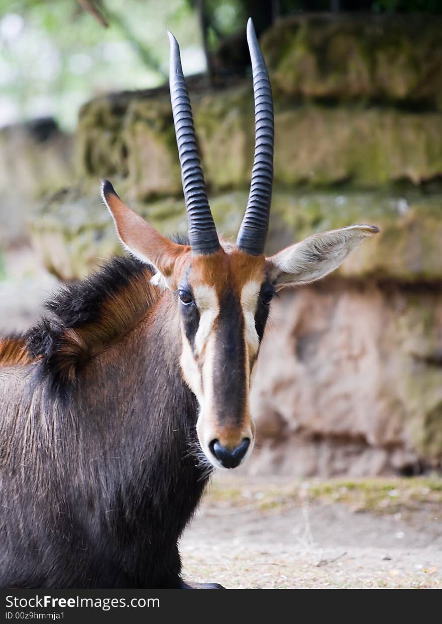 Goat sitting in the zoo. Goat sitting in the zoo