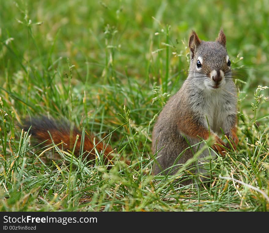 Squirrel In The Grass