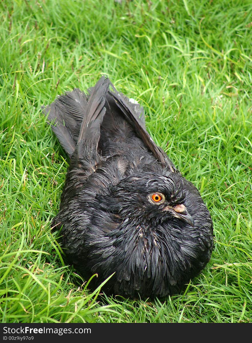 A pigeon bird lying on the grass