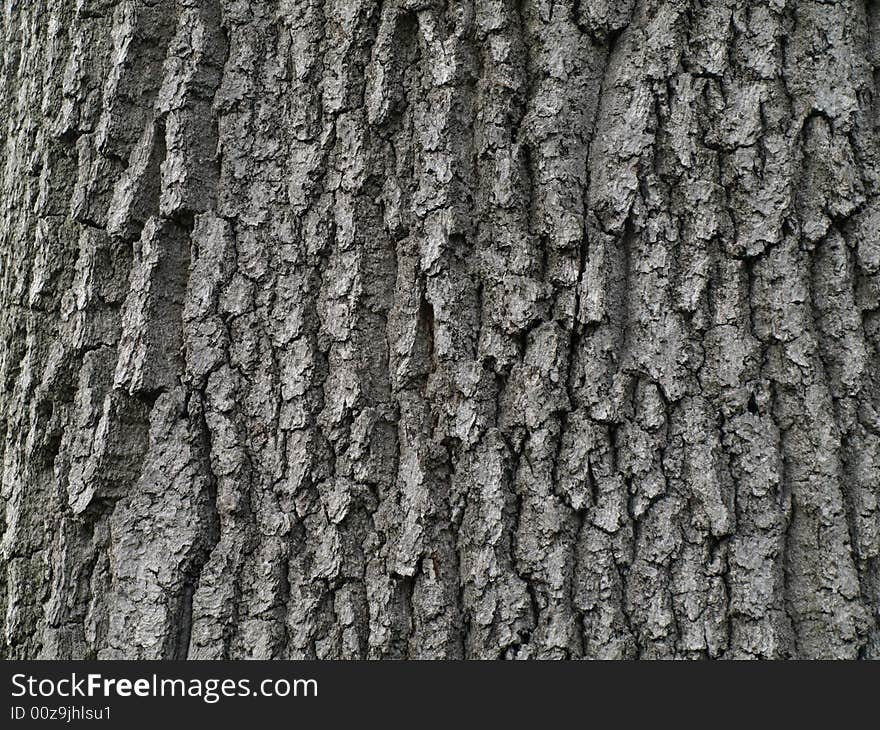 Tree Bark