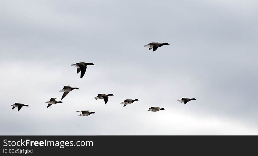 Covey of geese in blue sky fly southward. Covey of geese in blue sky fly southward