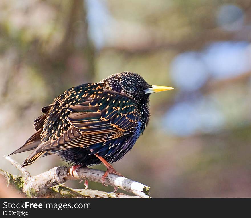 A Starling Sitting On A Branch