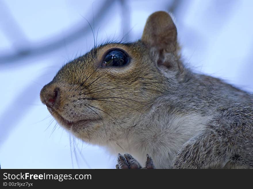 Portrait of the squirrel