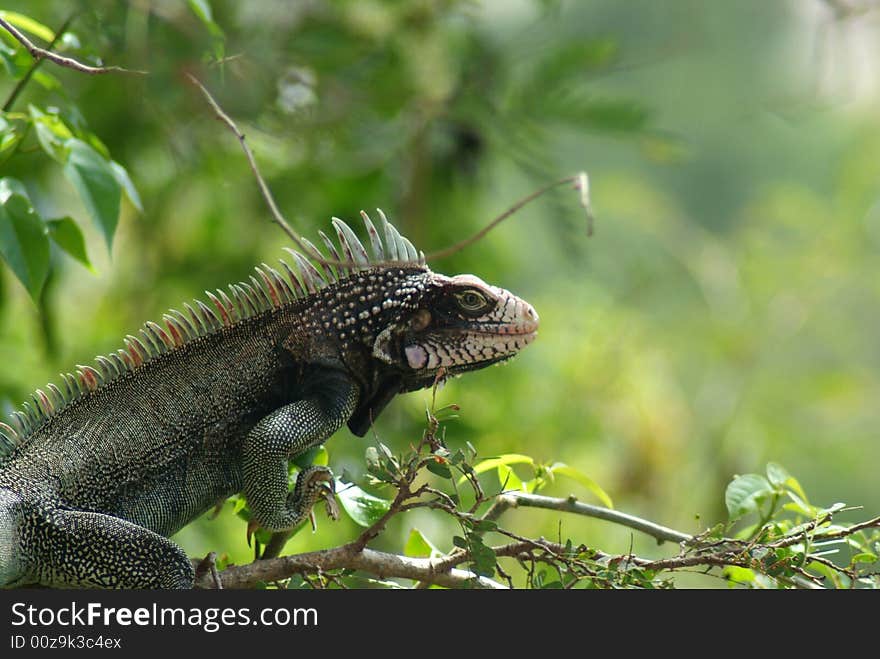 Iguana