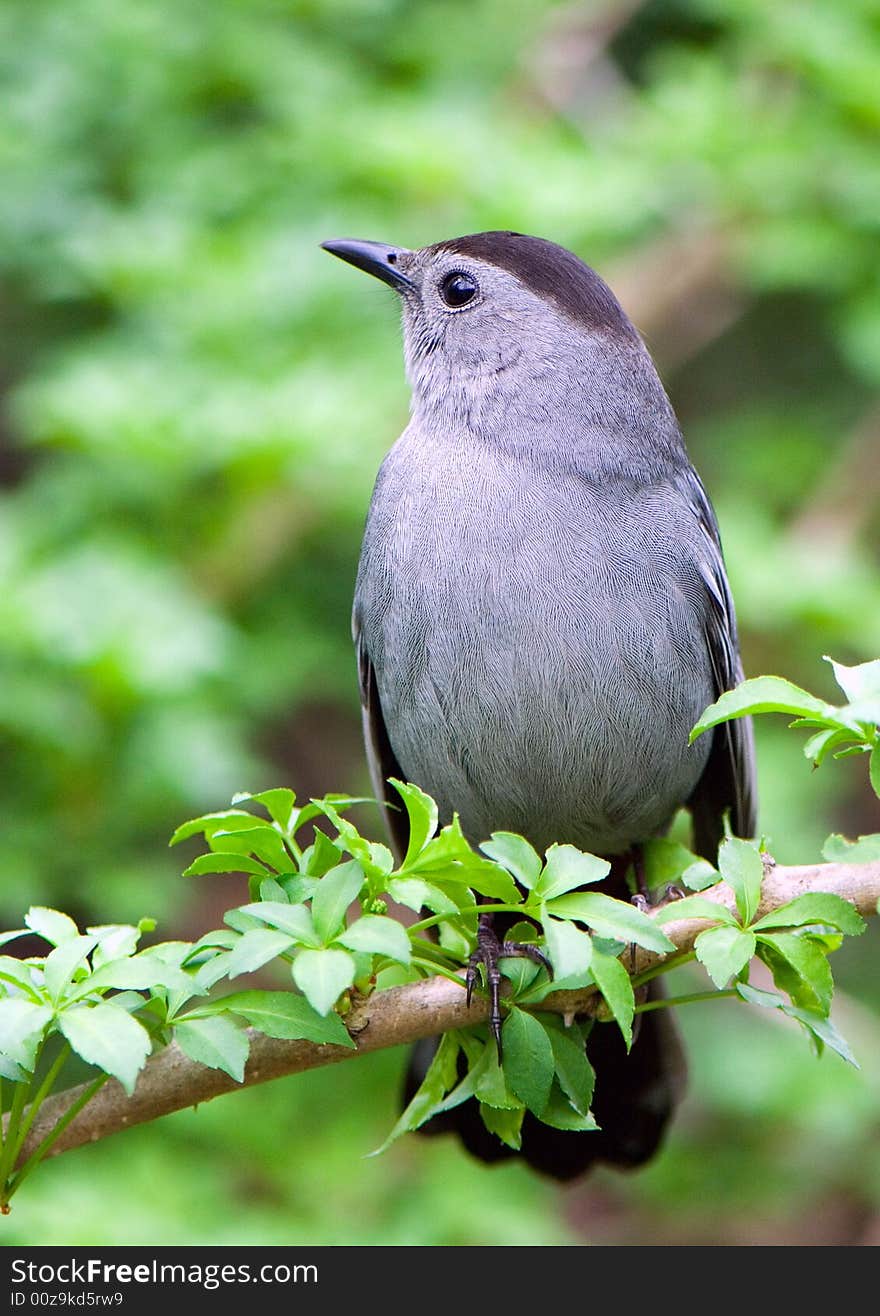 Catbird sitting on a green branch