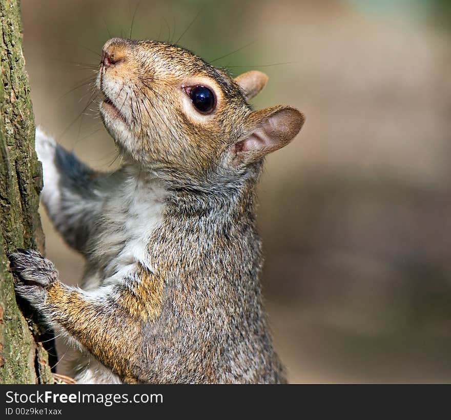 Squirrel Climbing On A Tree