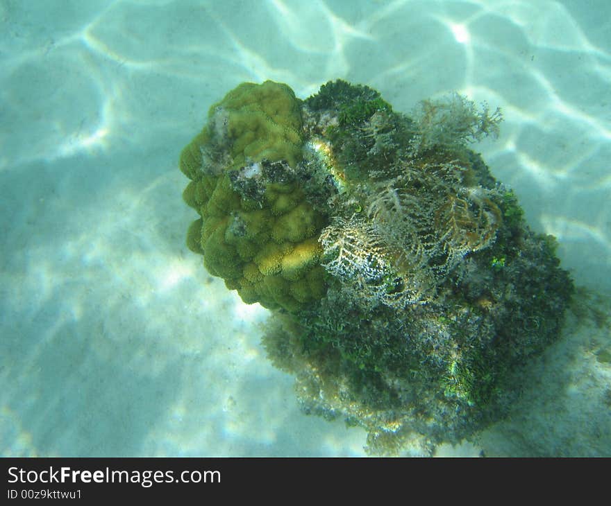 The last part of the Coral Reef before the wide sand ocean