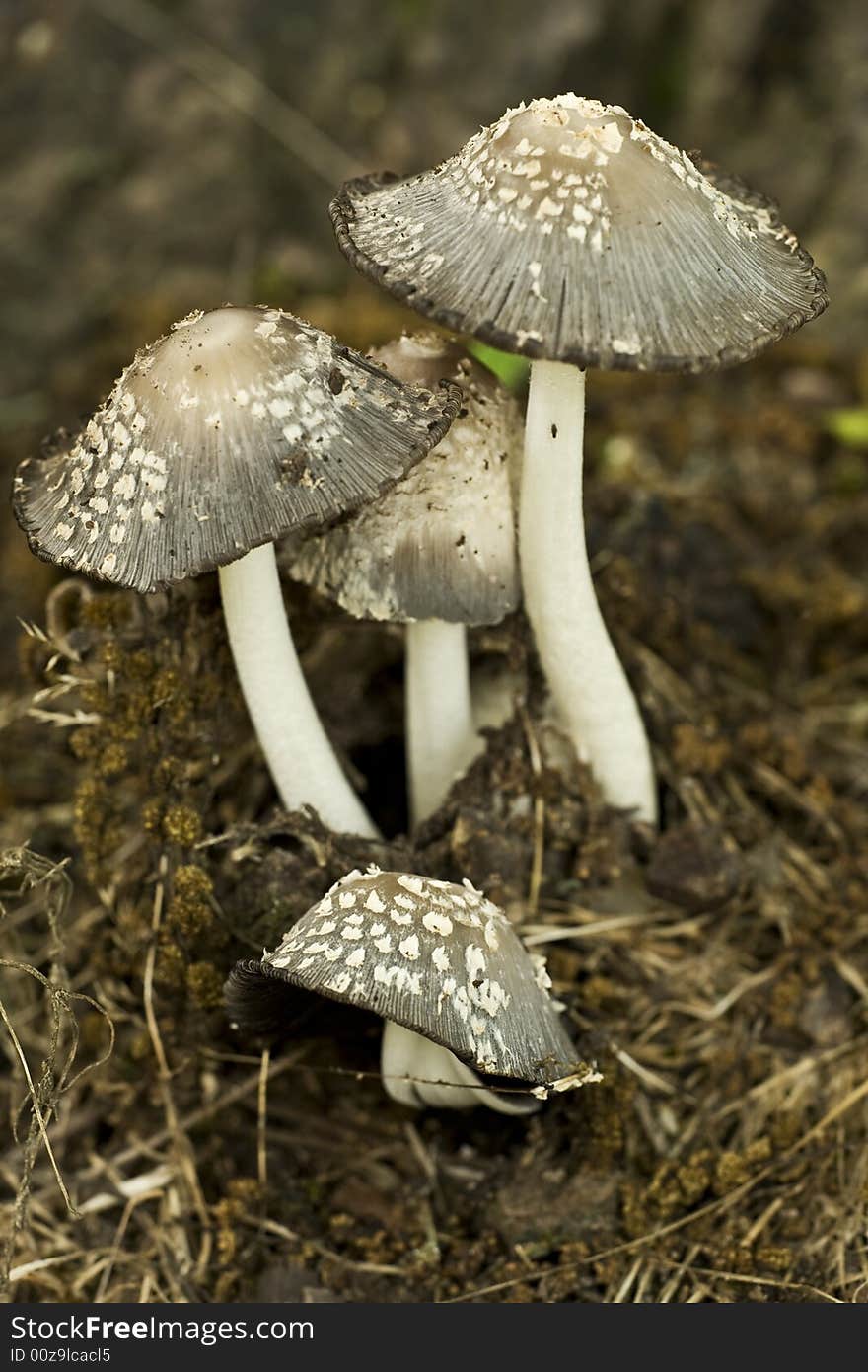 Group of mushrooms