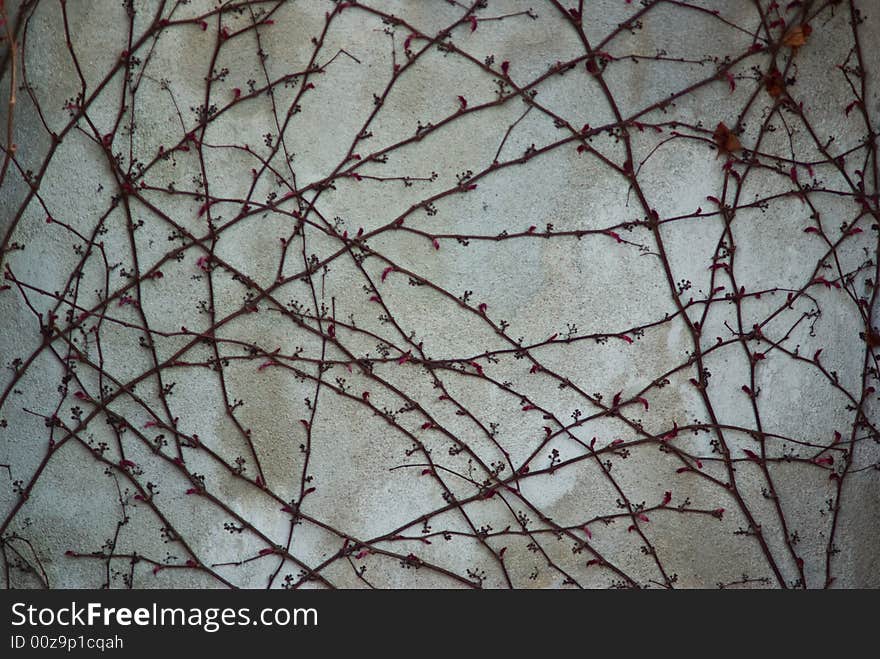 Spring ivy with buds crawling up the wall.