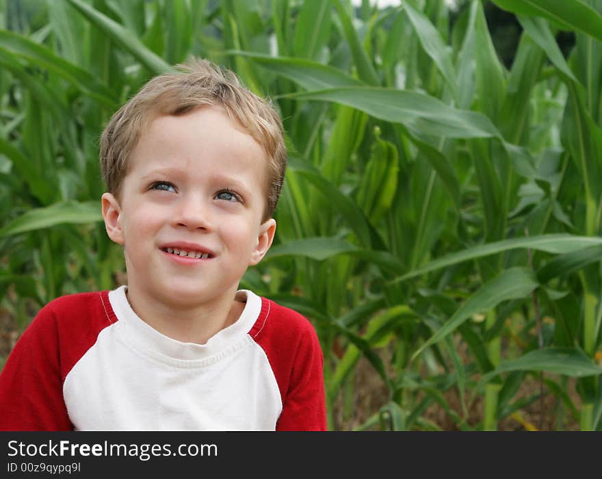 Cute little boy in the middle of a corn field. Cute little boy in the middle of a corn field