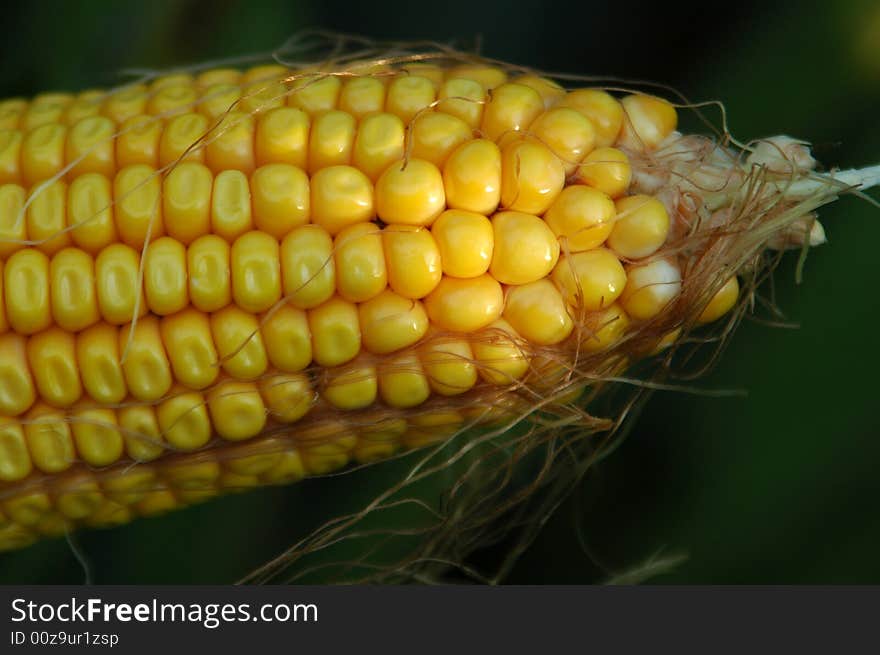 Corn 8242006