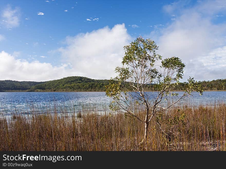 Lonely tree by the side of the tranquil lake