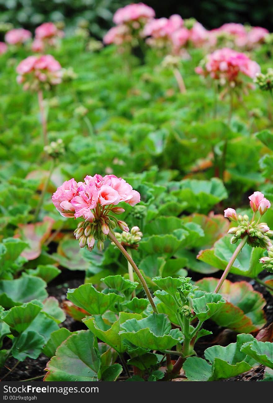 Blooming flowers in butchart garden, victoria, canada