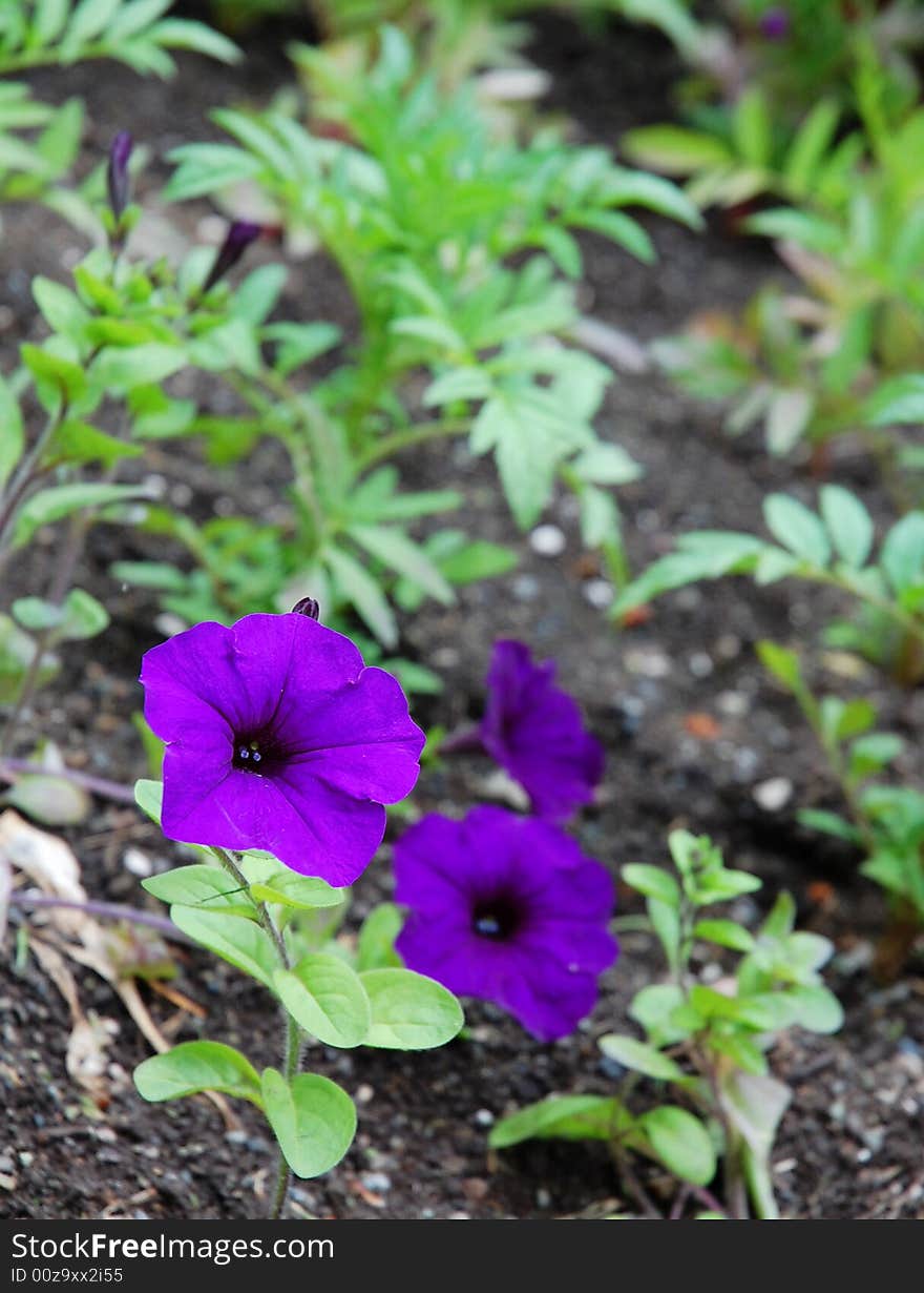 Blooming purple flowers in butchart garden, victoria, canada