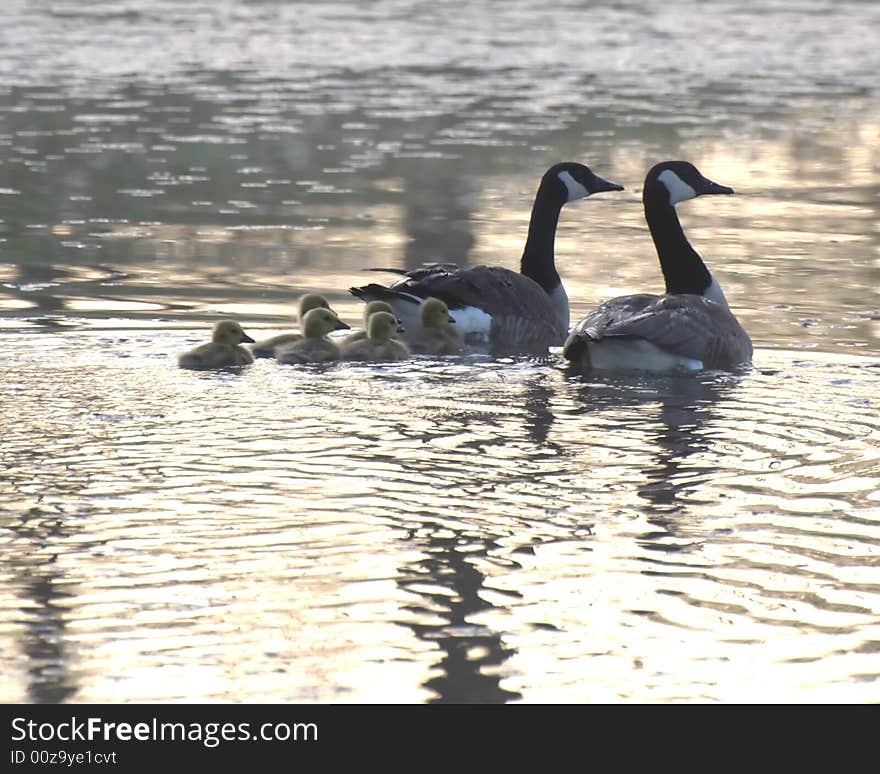 An Evening Swim