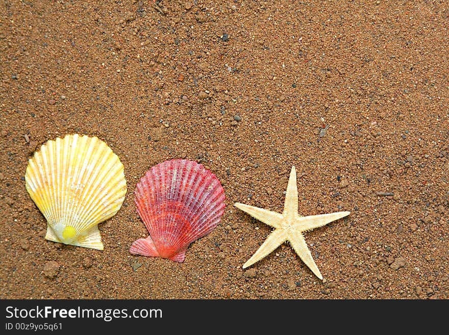 Seashells and star on sand