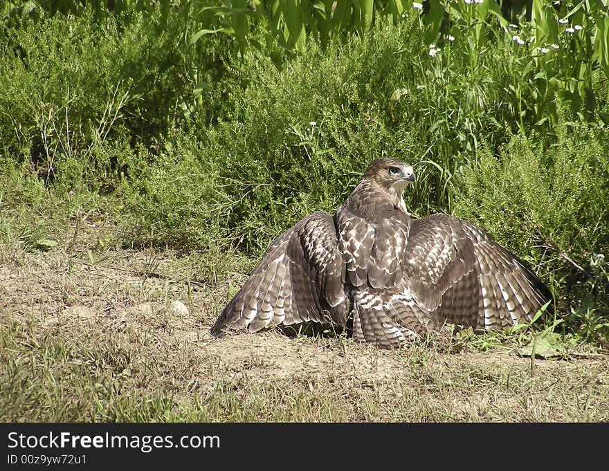 A Hawk in Indiana is guarding the prey (hidden by it's wing span) from other Hawks nearby. A Hawk in Indiana is guarding the prey (hidden by it's wing span) from other Hawks nearby.