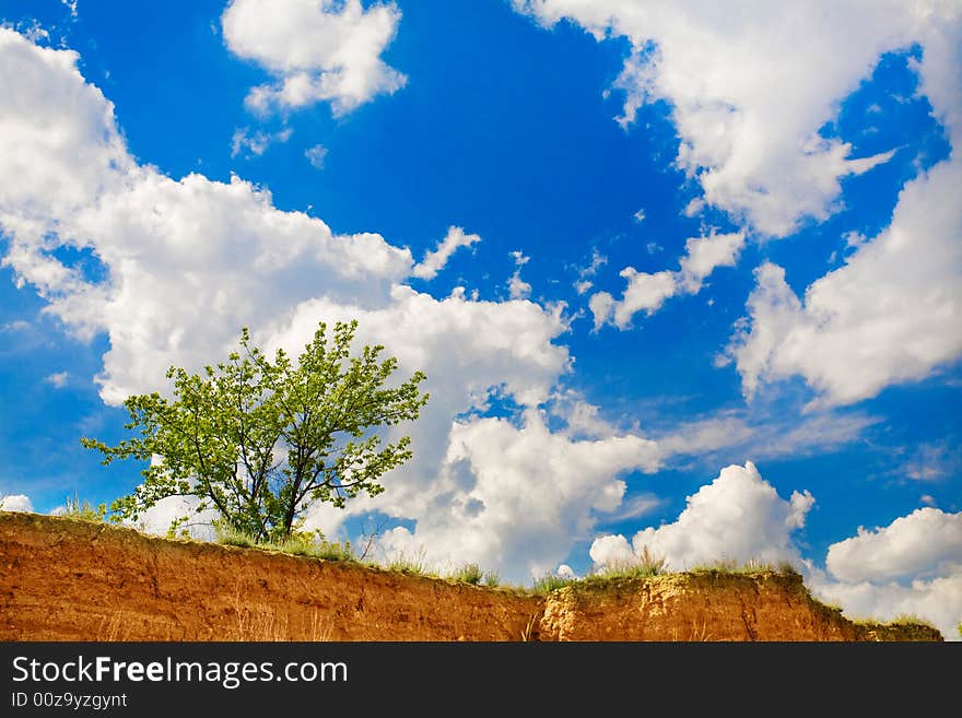 Green tree and blu cluody sky. Green tree and blu cluody sky