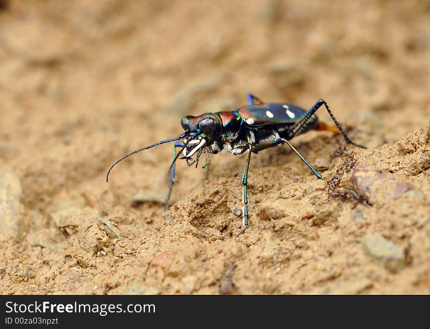 Cicindela Chinensis