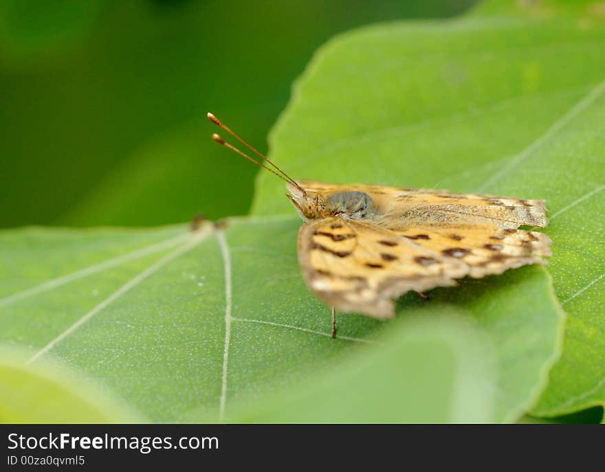 The butterfly has launched the wing which he launches rarely. The butterfly has launched the wing which he launches rarely.