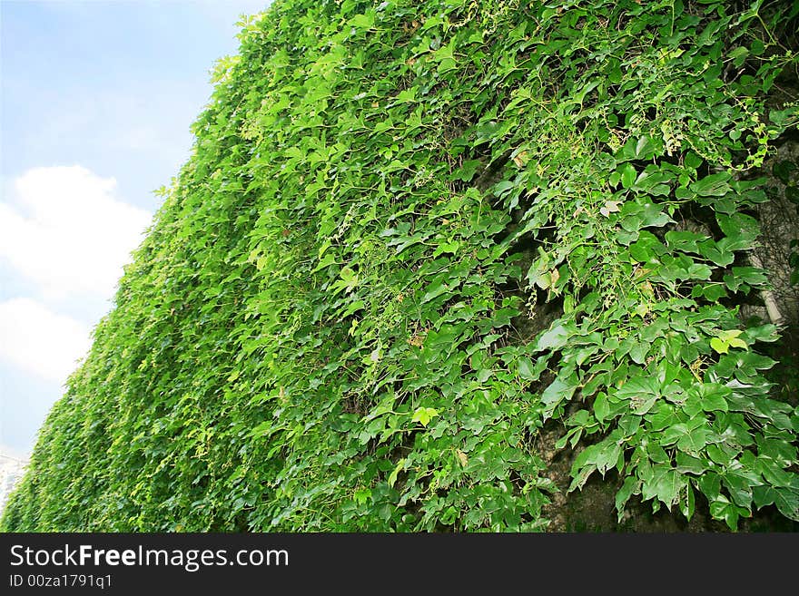 A great surface area of vine