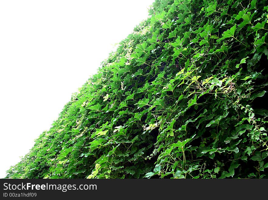 Vine facing to the sky