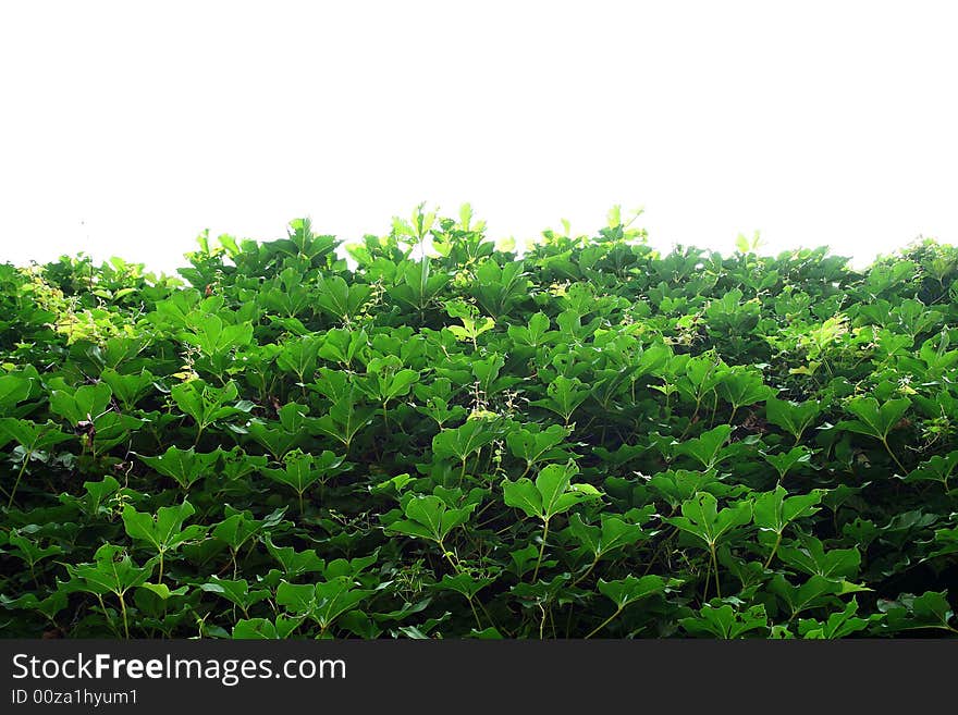 Vine facing to the sky