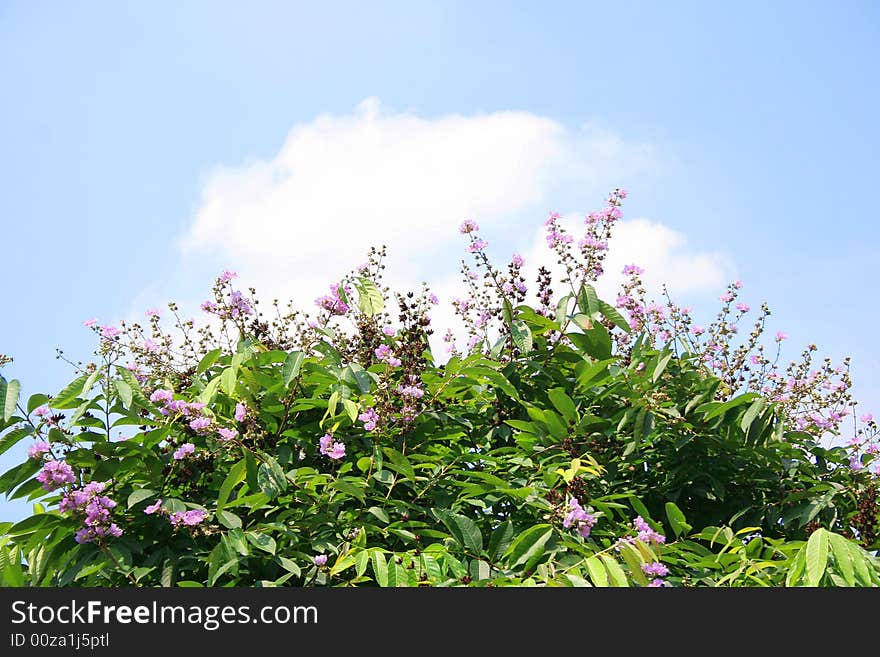 Tree ,flower ,with the whole sky accompanyed