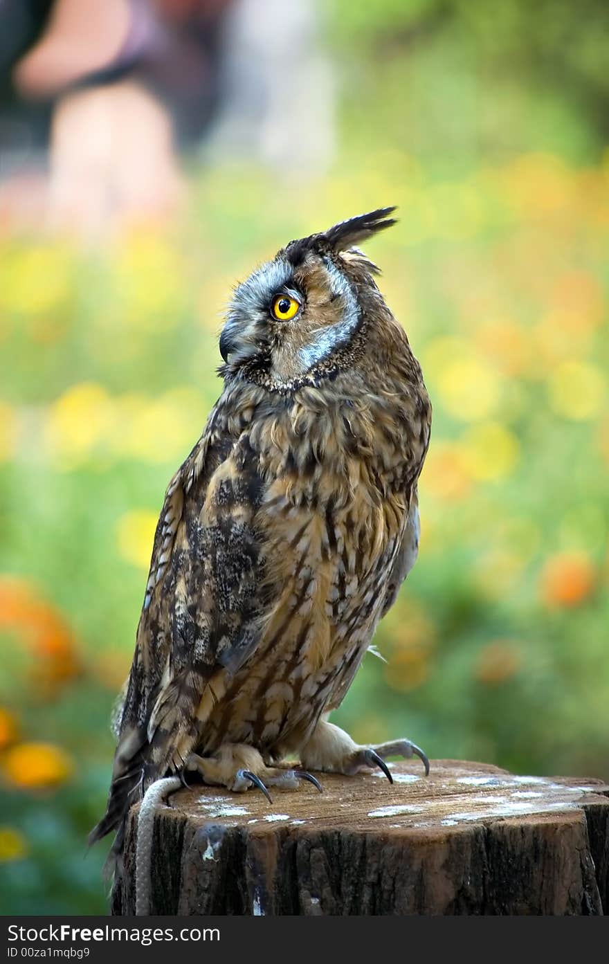 Owl on a stub