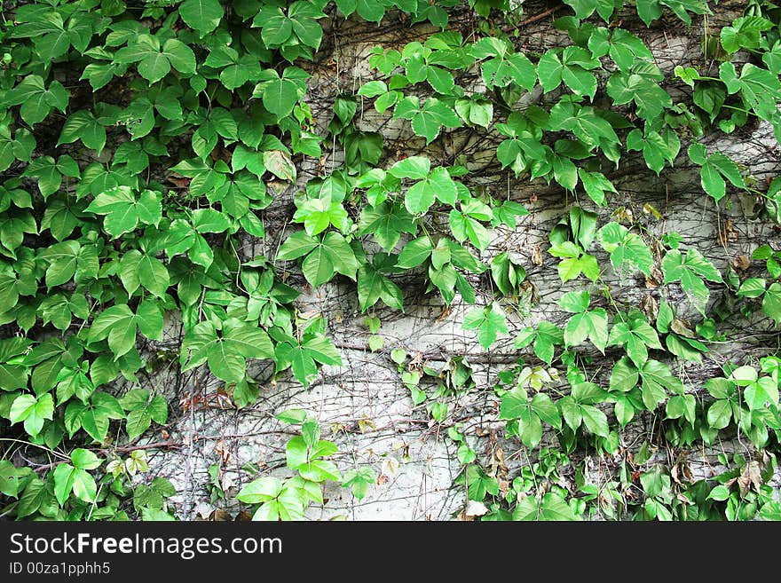 Green vine spreads on the wall